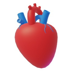 Anatomical Heart original 3D template
